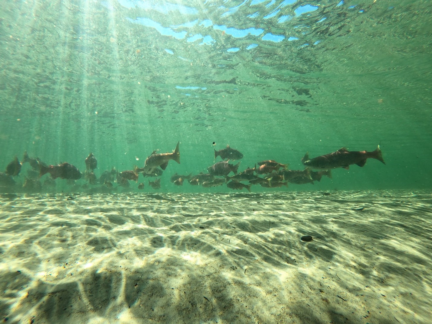 Sockeye and Kokanee salmon returning to their natal waters to spawn. 